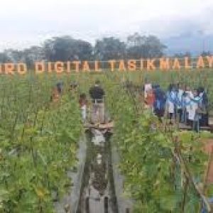 Lowongan Kerja Agro Digital Tasikmalaya : Lulusan SMK SMA D3 S1 Sederajat Merapat!!